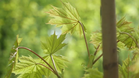 Beautiful Maple Leaves In The Wind