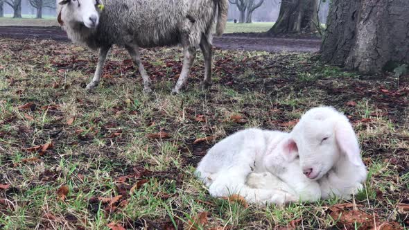 Newborn lamb sleeping, mother watching from behind.