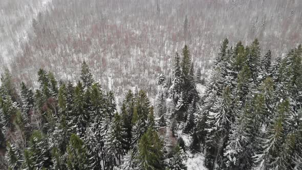 Aerial Snow in Forest