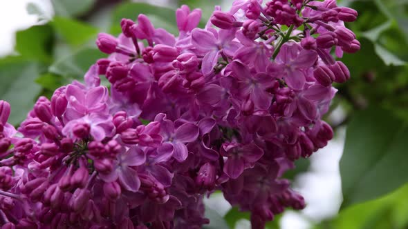 Close up fresh purple lilac flowers