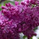 Close up fresh purple lilac flowers - VideoHive Item for Sale