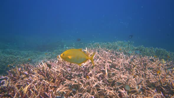 A yellow trevally swimming past the camera with divers inte the background