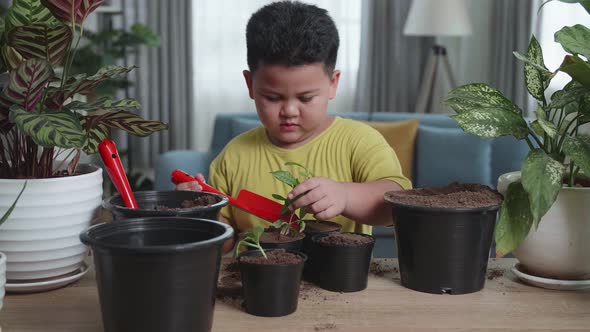 Little Boy Transplanting Plant At Home