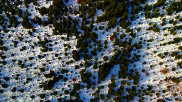 Drone Video with trees in the Winter