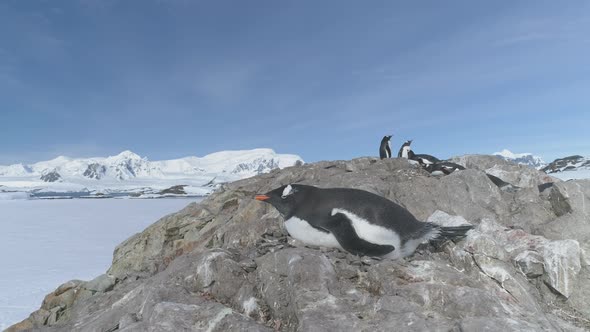 Antarctica Gentoo Penguin Rest in Nest Static Shot