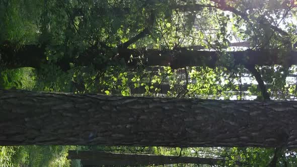 Vertical Video of Forest Landscape in Summer Slow Motion