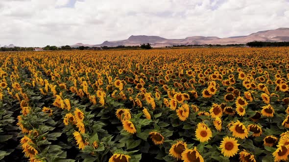 Growing Sunflowers in a Farmer's Field