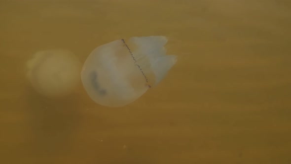 Jellyfish Swims Near Shore
