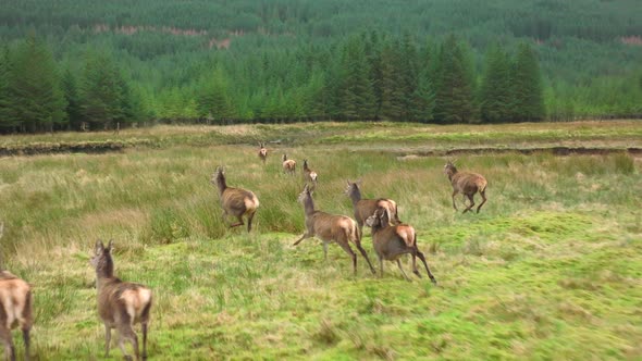 A Herd of Red Deer Hinds Running in the Scottish Highlands in Slow Motion