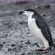 MS Chinstrap Penguins (Pygoscelis antarcticus) drinking water at Half Moon Island / Antarctica - VideoHive Item for Sale