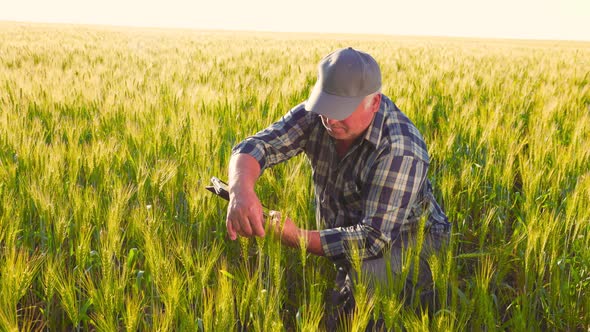 Senior Farmer Checking Cereal Crops with Tablet