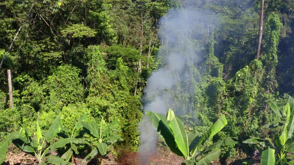 A rainforest is covered in smoke due the initial fire for a slash and burn