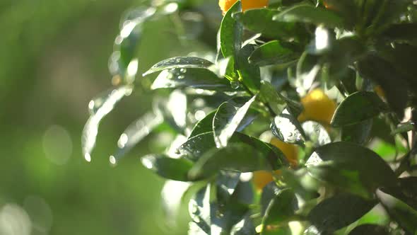 Green Tree with Yellow Kumquats in a Pot