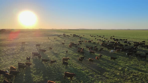 Large herd of cows and evening sun over Pampas field, aerial push-out