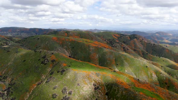 Aerial View of Mountain with California Golden Poppy and Goldfields Blooming in Walker Canyon