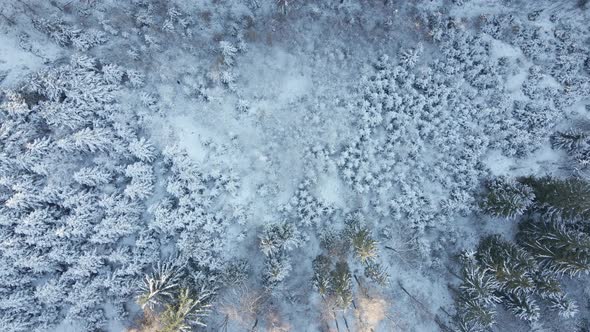 Beautiful Winter Forest with Snowy Trees Aerial View