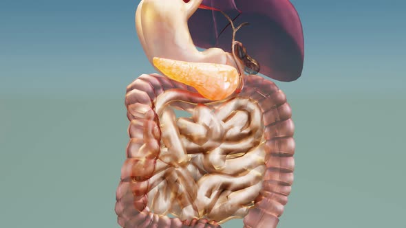 Human Pancreas Anatomy, 3D reander