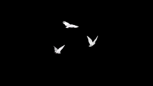 Three White Doves - Flying Round - Transparent Loop