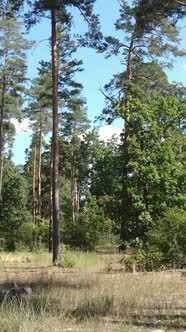 Vertical Video of Green Forest By Day