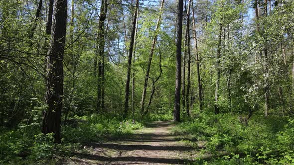 Green Forest During the Day Aerial View