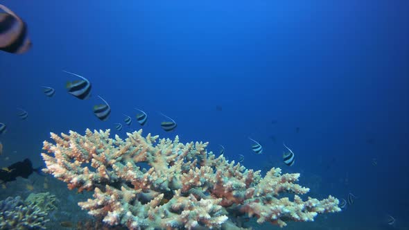 Underwater Coral and Banner-Fish