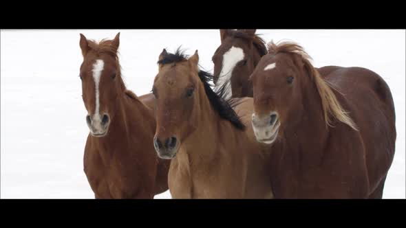 Up close slow motion wide screen of horses running as it is snowing.