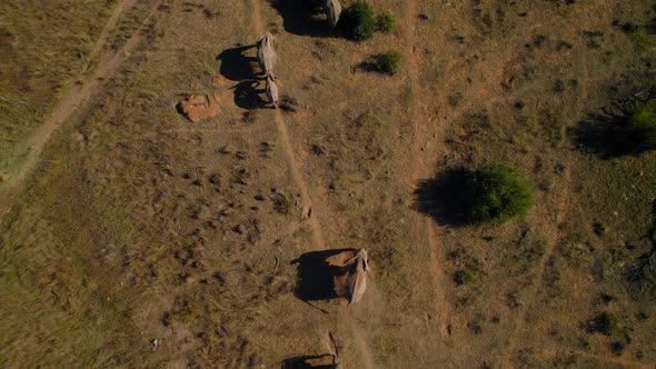 African Elephant Herd Mud Bathing WIth Trunk In National Park, Aerial