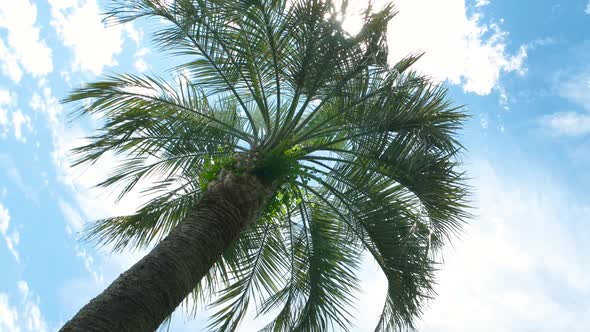 Palm Tree on Sky Background.