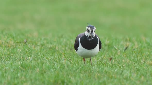Lapwing catching a earthworm and pulling it out of the ground on a green grassy field during heavy r