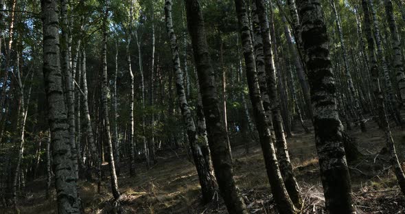 Birch forest near Le Plan de Monfort, the Cevennes National park, Lozere department, France