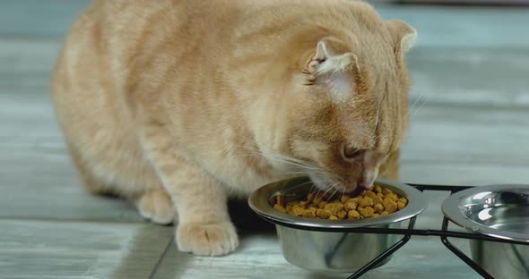 Adorable cat eating dry crunch food in metal bowl near indoors at home