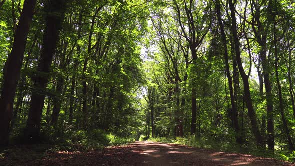 Road In The Forest