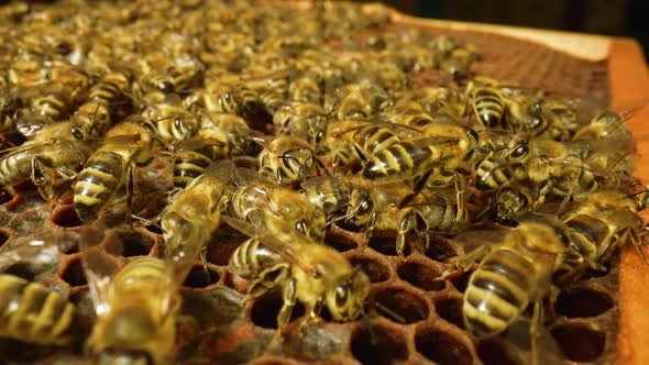 Work Bees in Hive Close Up