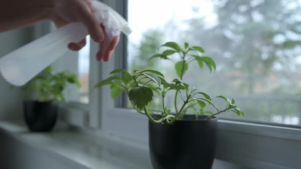 Man Watering Plant at Window Housplant Care