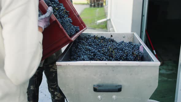 Pouring Ripe Grapes Into Grinder