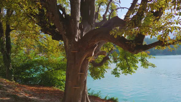 Big Old Unusual Sprawling Tree Grows in Park Near Bled Lake