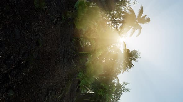 Tropical Green Forest View with Sun Flare in Morning