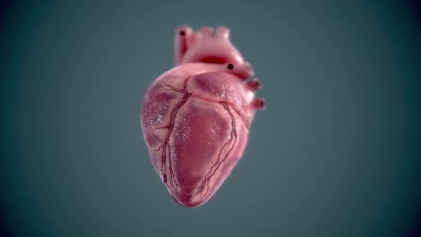 Human heart, realistic anatomy 3d model of human heart on the monitor,