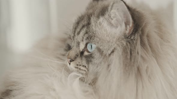 Fluffy Cat Muzzle - a Cat Lying By the Wall and Looking To the Side