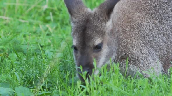 Bennett's Tree-kangaroo Eats Grass. Dendrolagus Bennettianus Grazing in the Meadow. Slow Motion.