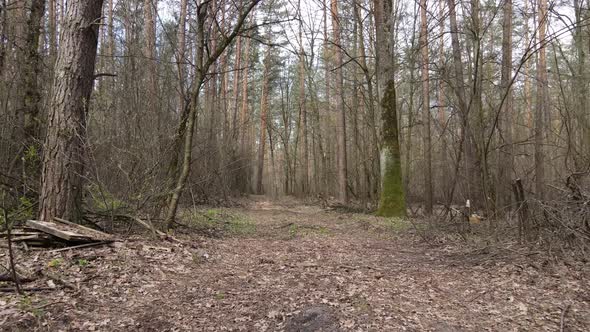 Road in the Forest During the Day Slow Motion