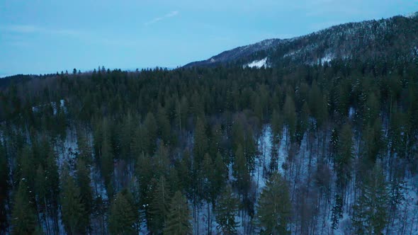 Pine Trees in Winter