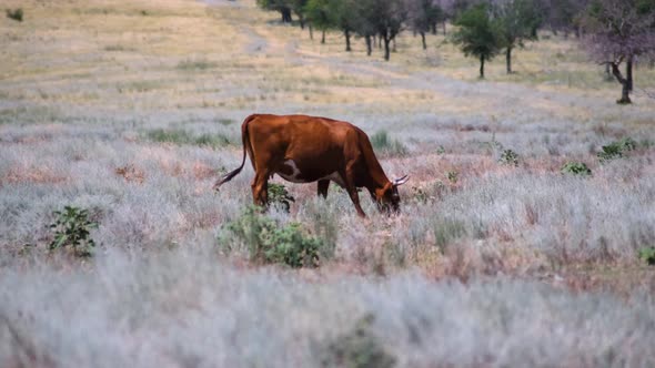 Cows graze in a meadow and eat green grass in hot summer haze