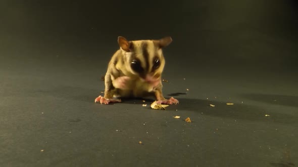Sugar Glider Eating Against a Black Background in Studio. Close Up