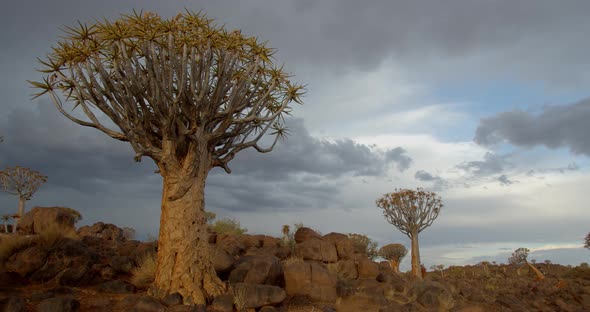 Quiver Tree Forest in the southern part of Namibia, colorful sky, timelapse, 4k