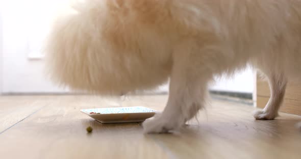 Feeding Pomeranian dog