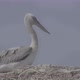Young Dalmatian Pelican or Pelecanus Crispus in a Wild - VideoHive Item for Sale