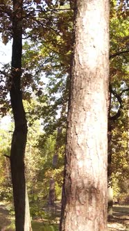 Vertical Video Autumn Forest with Trees By Day