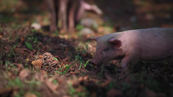 Piglet walking, looking at the camera