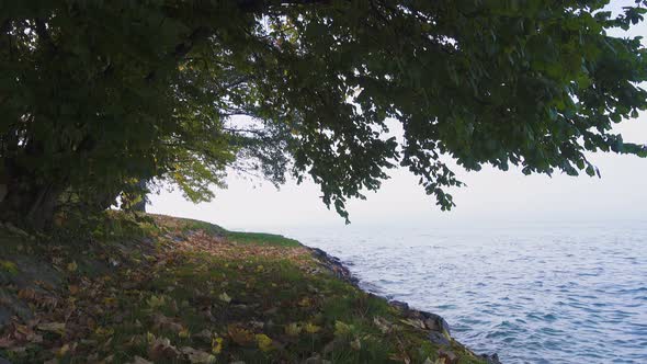 Tree Growing On A Lake Shore